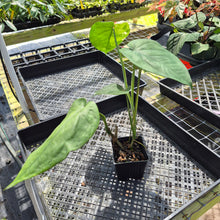 Load image into Gallery viewer, Syngonium Chiapense, Exact Plant Variegated Ships Nationwide