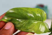 Load image into Gallery viewer, Variegated Philodendron Bipennifolium exact plant, ships nationwide