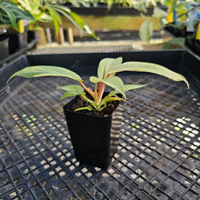 Load image into Gallery viewer, Philodendron Snowdrift, 2.5” pot, Fedex 2 day*