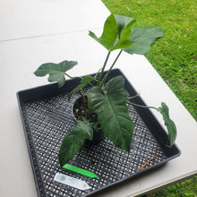 Load image into Gallery viewer, Philodendron Minarum 'Lime Fiddle', Exact Plant Ships Nationwide