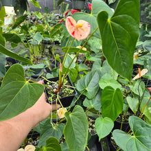 Load image into Gallery viewer, Anthurium Shibori Variegated 4" pot, Fedex 2day*