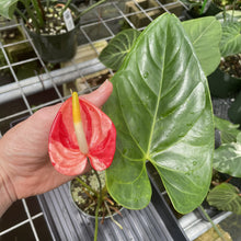 Load image into Gallery viewer, Anthurium Shibori Koi "orange speckled" exact plant, Fedex 2day*
