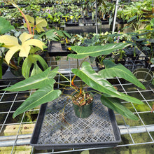 Load image into Gallery viewer, Philodendron Bernardopazii 6" pot, Fedex 2day