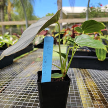 Load image into Gallery viewer, Anthurium Moodeanum, Exact Plant