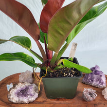 Load image into Gallery viewer, Philodendron Red Moon, Exact Plant Variegated