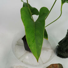 Load image into Gallery viewer, Anthurium Brownii, 4'' pot, ships nationwide