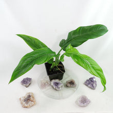 Load image into Gallery viewer, Philodendron Barrosoanum Narrow Form 4" pot, Fedex 2day*