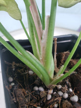 Load image into Gallery viewer, Syngonium Pink Spot Variegated 4" pot, Fedex 2day*
