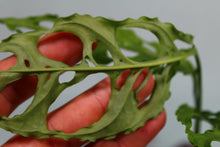 Load image into Gallery viewer, Monstera Obliqua Peru Exact Plant Ships nationwide