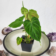 Load image into Gallery viewer, Philodendron Verrucosum 2.5" pot, Fedex 2day*