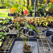 Load image into Gallery viewer, Anthurium Anuenue Obake Bicolor pink/green Fedex 2day