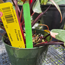Load image into Gallery viewer, Philodendron Pink Princess, Exact Plant Variegated Ships Nationwide