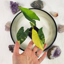 Load image into Gallery viewer, Syngonium Aurea Variegated 2.5" pot, Fedex 2day*