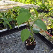 Load image into Gallery viewer, Philodendron Microstictum, Exact Plant Ships Nationwide