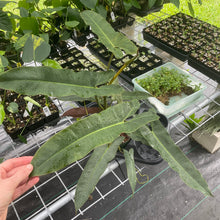 Load image into Gallery viewer, Philodendron Atabapoense Dark Form exact plant, Fedex 2day*