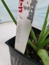 Load image into Gallery viewer, Syngonium Strawberry Milk Variegated 4" pot, Fedex 2 day*