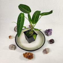 Load image into Gallery viewer, Anthurium Warocqueanum, Queen, Exact Plant