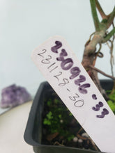 Load image into Gallery viewer, Florida Ghost, Exact Plant, Philodendron