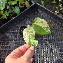 Load image into Gallery viewer, Monstera Deliciosa White Monster , Exact Plant Variegated Ships Nationwide