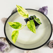 Load image into Gallery viewer, Epipremnum Pinnatum Yellow Flame, Exact Plant Variegated Ships Nationwide