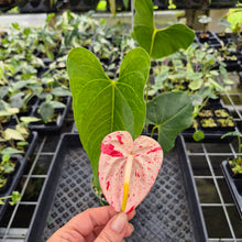 Load image into Gallery viewer, Anthurium Shibori Variegated exact plant, Fedex 2day