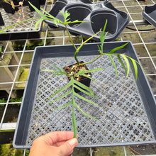 Load image into Gallery viewer, Philodendron Polypodioides, Exact Plant Ships Nationwide