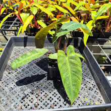 Load image into Gallery viewer, Philodendron Maximum 4" pot, Fedex 2day*