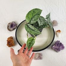 Load image into Gallery viewer, Scindapsus Silver Lady 4" pot, Fedex 2day*