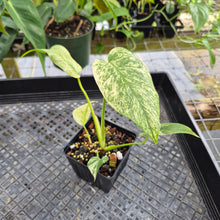 Load image into Gallery viewer, Monstera Deliciosa White Monster , Exact Plant Variegated Ships Nationwide
