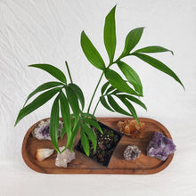 Load image into Gallery viewer, Monstera Subpinnata 4" pot, Fedex 2day*