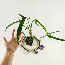 Load image into Gallery viewer, Philodendron Holtonianum, Exact Plant Ships Nationwide