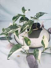 Load image into Gallery viewer, Pinnatum Albo, Exact Plant, variegated Epipremnum