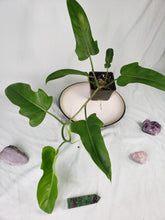 Load image into Gallery viewer, Jerry Horne, exact plant, Philodendron, ships nationwide