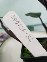 Load image into Gallery viewer, Philodendron Majesty 4" pot, Fedex 2day*
