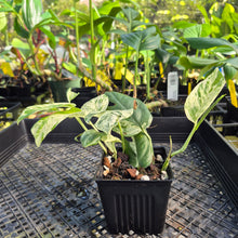 Load image into Gallery viewer, Epipremnum Pinnatum Marble, Exact Plant Variegated Ships Nationwide