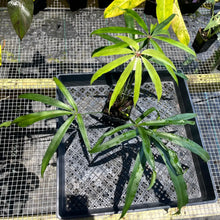 Load image into Gallery viewer, Anthurium Polydactylum, Exact Plant Ships Nationwide