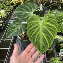 Load image into Gallery viewer, Philodendron Verrucosum exact plant, Fedex 2day*