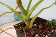 Load image into Gallery viewer, Philodendron Bernadopazii Exact Plant