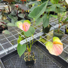 Load image into Gallery viewer, Anthurium Speckled Butterfly Shibori AFF, Exact Plant Variegated