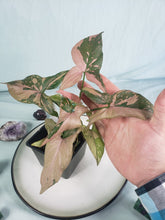 Load image into Gallery viewer, Syngonium Pink Splash Variegated 4" pot, Fedex 2day*