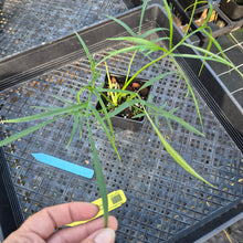 Load image into Gallery viewer, Philodendron Polypodoides, Exact Plant Ships Nationwide