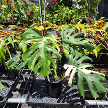 Load image into Gallery viewer, Monstera Borsigiana Albo Deliciosa, Exact Plant Variegated Ships Nationwide