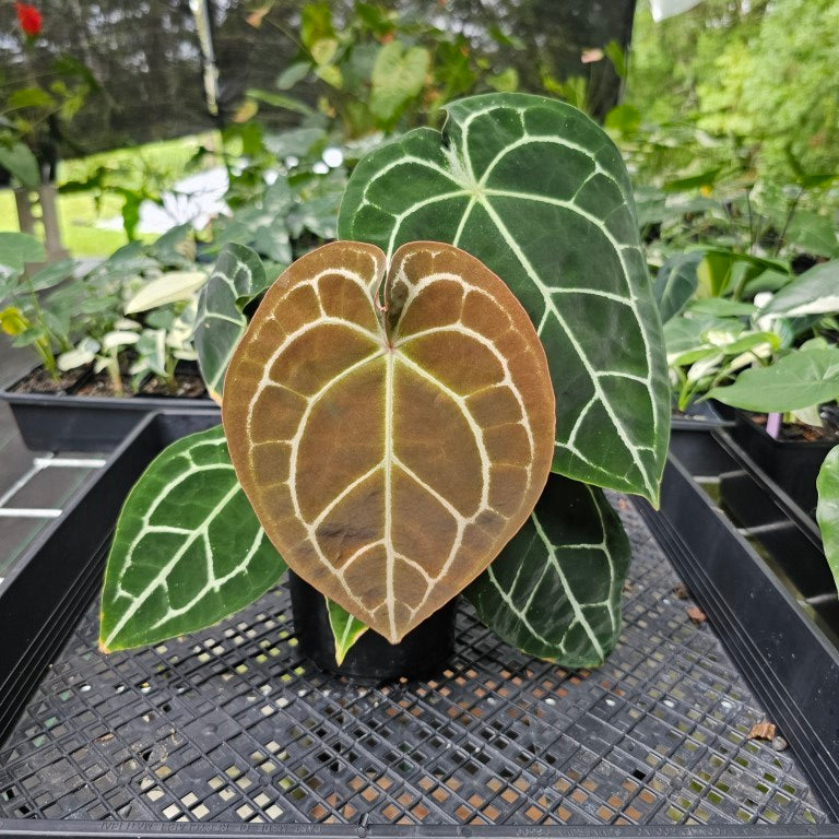 Anthurium Besseae AFF x Forgettii White Stripe, Exact Plant