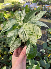 Load image into Gallery viewer, Epipremnum Pinnatum Marble Variegated 4" pot, Fedex 2day*