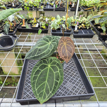 Load image into Gallery viewer, Anthurium Doc Block (Red Crystallinum) x Kunayalense exact plant, Fedex 2day*