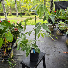 Load image into Gallery viewer, Pachira Aquatica Money Tree, Exact Plant Variegated Ships Nationwide