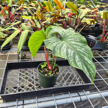 Load image into Gallery viewer, Philodendron Plowmanii, Exact Plant Ships Nationwide