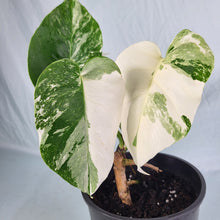 Load image into Gallery viewer, Monstera Borsigiana Albo Deliciosa, Exact Plant Variegated