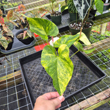 Load image into Gallery viewer, Anthurium Andraeanum White Heart, Exact Plant Variegated Ships Nationwide