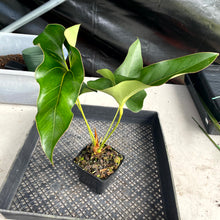 Load image into Gallery viewer, Anthurium Brownii, Exact Plant Ships Nationwide